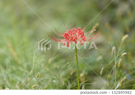 Ohara's Spider Lilies Ohara's Spider Lilies 132895982