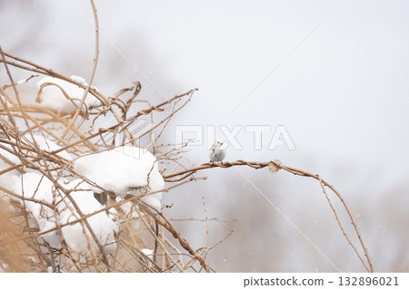 Shimaenaga 132896021