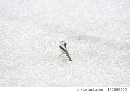 Shimaenaga 132896023