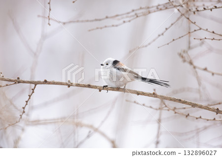 Shimaenaga 132896027