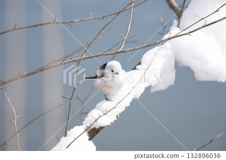 Shimaenaga 132896036