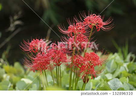 Ohara's Spider Lilies 132896310