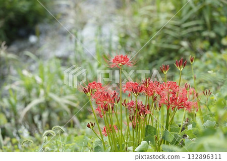 大原的文殊菩薩 132896311