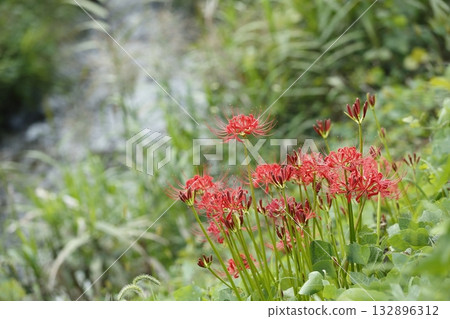 大原的文殊菩薩 大原的文殊菩薩 132896312