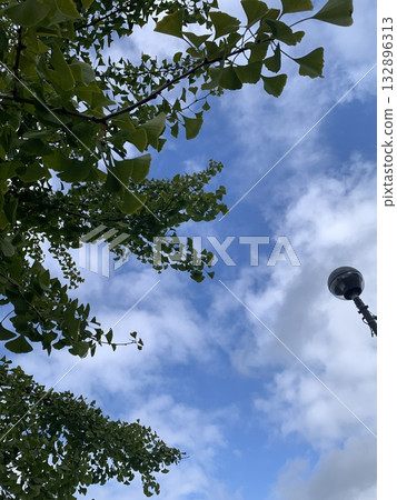 Ginkgo tree Ginkgo tree 132896313