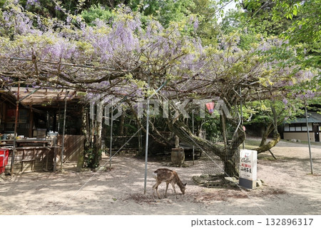 宮島紫藤塔納公園 132896317