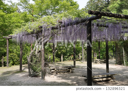 宮島紫藤塔納公園 132896321