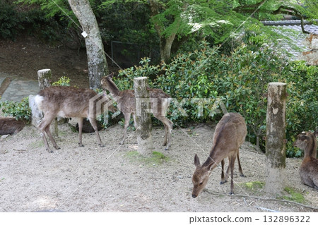 宮島紫藤塔納公園 宮島紫藤塔納公園 132896322