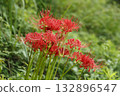 Ohara's Spider Lilies Ohara's Spider Lilies 132896547