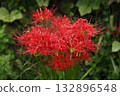 Ohara's Spider Lilies Ohara's Spider Lilies 132896548