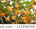 Osmanthus flowers are blooming Osmanthus flowers are blooming 132896566