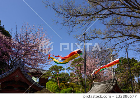 通往護國寺的路上櫻花盛開 132896577