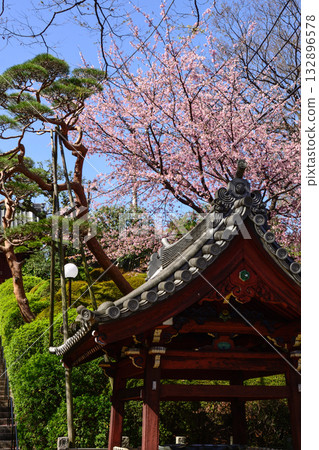 通往護國寺的路上櫻花盛開 通往護國寺的路上櫻花盛開 132896578