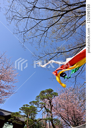 通往護國寺的路上櫻花盛開 通往護國寺的路上櫻花盛開 132896580