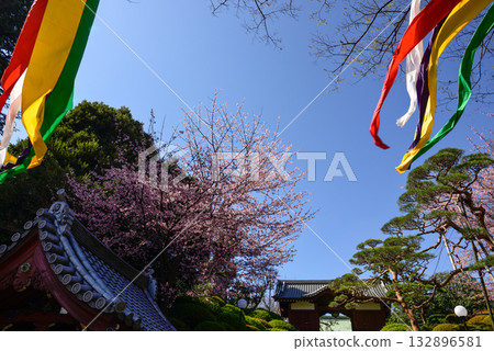Cherry blossoms along the approach to Gokokuji Temple 132896581