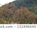 Ohara Persimmons Ohara Persimmons 132896640