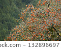 Ohara Persimmons Ohara Persimmons 132896697