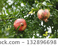Pomegranate fruit Pomegranate fruit 132896698
