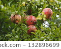 Pomegranate fruit Pomegranate fruit 132896699