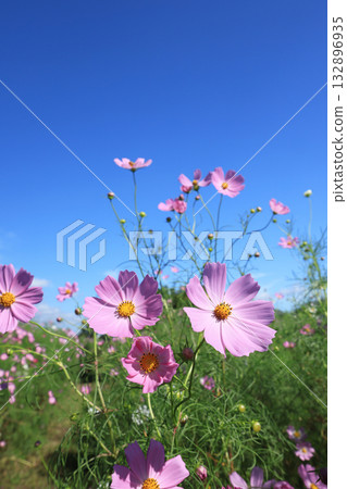 宇宙4462 132896935