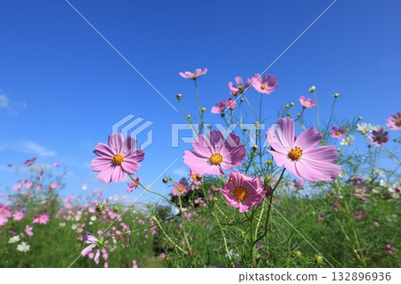 Cosmos 4465 132896936