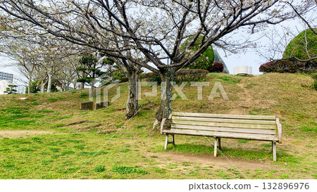 Cherry blossoms, park and bench in Hiroshima Cherry blossoms, park and bench in Hiroshima 132896976