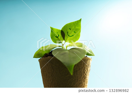 Tiny green sprout growing under soft morning sunlight, symbolizing new beginnings 132896982