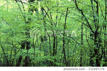 Kirara Forest Danto 132897178