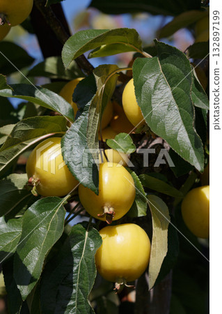 small yellow apple 132897199