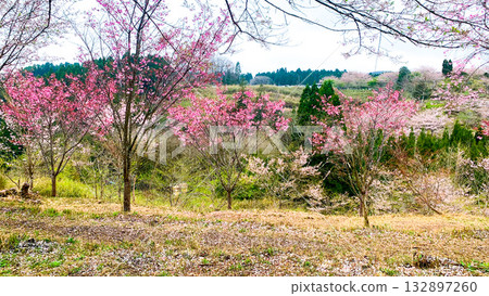 Weeping Cherry Blossom Village, Taketa City, Oita Prefecture 132897260