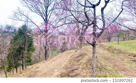 大分縣竹田市垂淚櫻花村 大分縣竹田市垂淚櫻花村 132897262