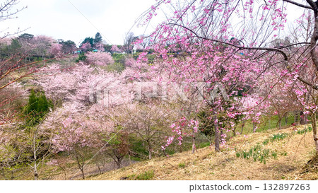 Weeping Cherry Blossom Village, Taketa City, Oita Prefecture 132897263