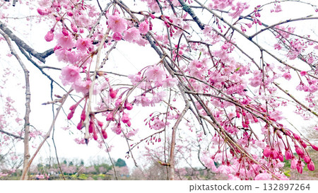 Weeping Cherry Blossom Village, Taketa City, Oita Prefecture 132897264