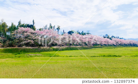 福岡縣太宰府市瑞木城遺址的櫻花樹 福岡縣太宰府市瑞木城遺址的櫻花樹 132897374