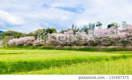 福岡縣太宰府市瑞木城遺址的櫻花樹 132897375