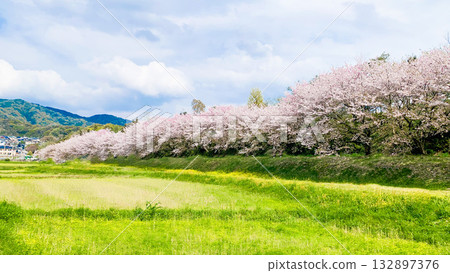 福岡縣太宰府市瑞木城遺址的櫻花樹 福岡縣太宰府市瑞木城遺址的櫻花樹 132897376