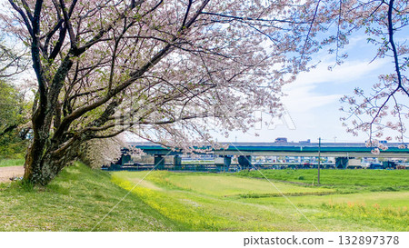 福岡縣太宰府市瑞木城遺址的櫻花樹 福岡縣太宰府市瑞木城遺址的櫻花樹 132897378