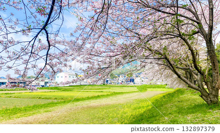 福岡縣太宰府市瑞木城遺址的櫻花樹 福岡縣太宰府市瑞木城遺址的櫻花樹 132897379