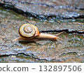 大蝸牛在石頭上行走 132897506