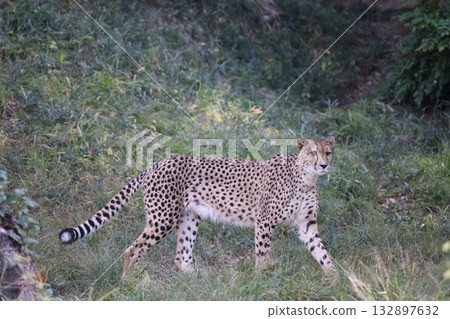  獵豹 132897632