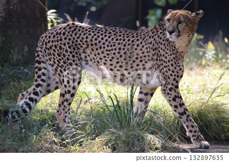  Cheetah 132897635