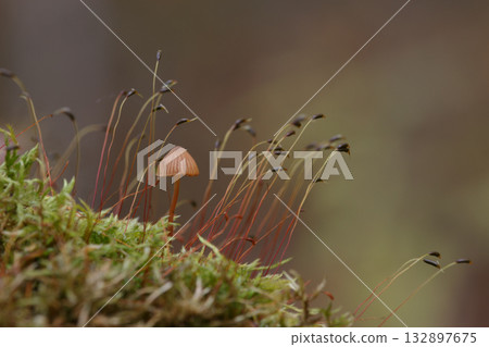 苔蘚上生長的小蘑菇 苔蘚上生長的小蘑菇 132897675