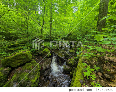 WildT aiga Ancient Grove Deep Wilderness 132897680