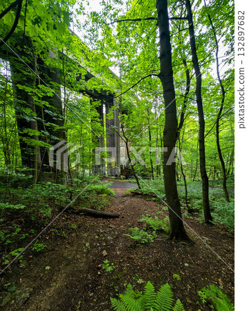 WildT aiga Ancient Grove Deep Wilderness 132897682