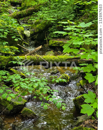 WildT aiga Ancient Grove Deep Wilderness WildT aiga Ancient Grove Deep Wilderness 132897683