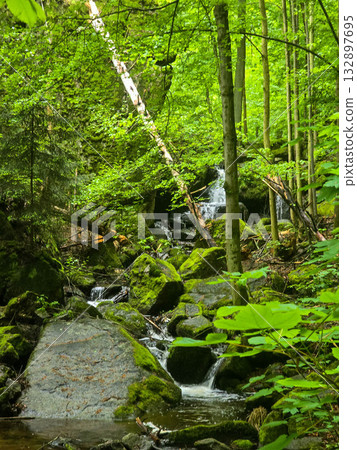 WildT aiga Ancient Grove Deep Wilderness 132897695