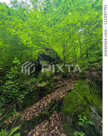 WildT aiga Ancient Grove Deep Wilderness 132897701