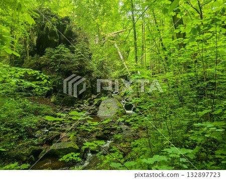 WildT aiga Ancient Grove Deep Wilderness WildT aiga Ancient Grove Deep Wilderness 132897723