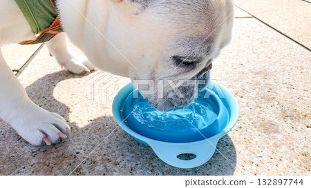 French bulldog drinking water with relish French bulldog drinking water with relish 132897744