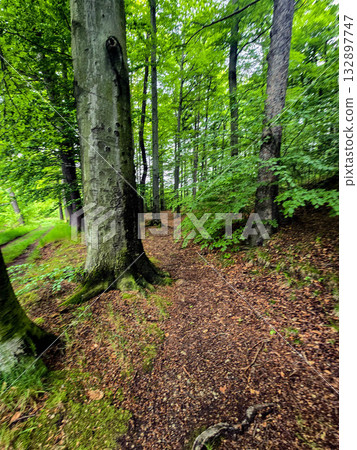 WildT aiga Ancient Grove Deep Wilderness WildT aiga Ancient Grove Deep Wilderness 132897747